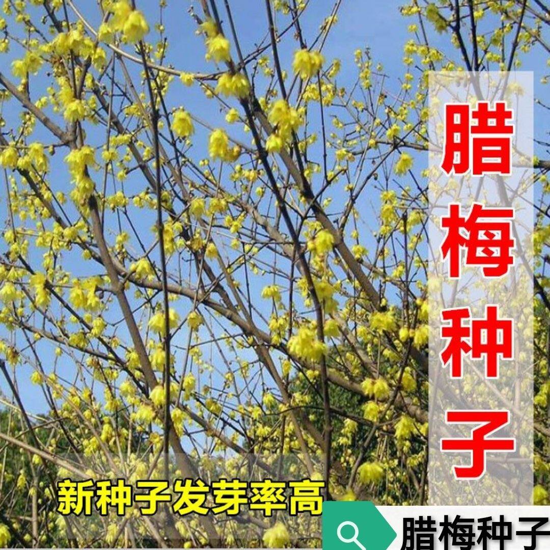 腊梅种子 梅花种子 黄花 红花 腊梅树种子 花树种子 耐寒花种子