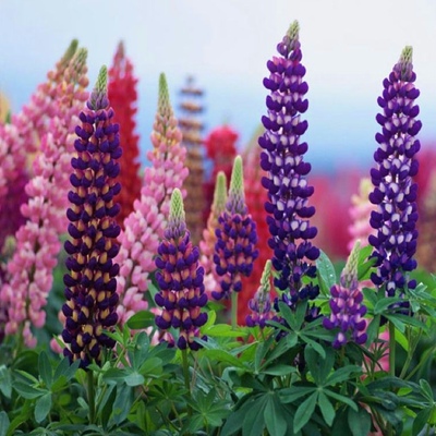 羽扇豆多年生景观绿化鲁冰花种子