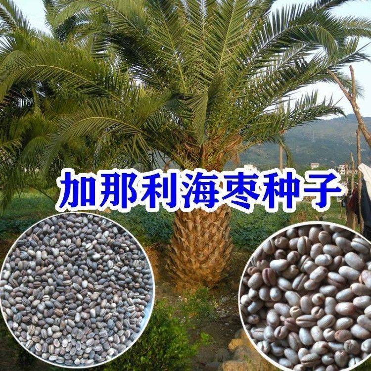 加那利海枣种子长叶刺葵加拿利刺葵槟榔竹加拿利海枣种子园林绿化