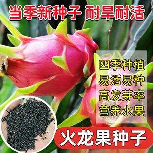 红心火龙果种子红皮火龙果 姿秀水果种子  青龙果 红龙果水果种籽