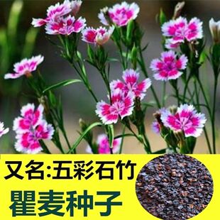 新产瞿麦种子花卉五彩石竹种子药材种子瞿麦种籽巨麦种子石竹花籽