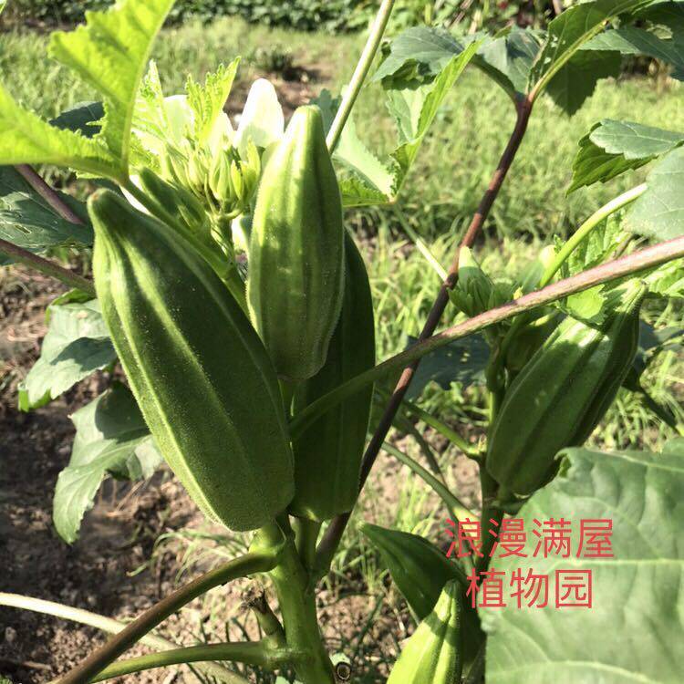 农家蔬菜种子黄秋葵种子胖胖秋葵果蔬四季播阳台庭院田园盆栽植物