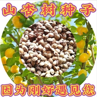 山杏核 杏树种子山杏种子林木种子多年生野山杏 量大从优
