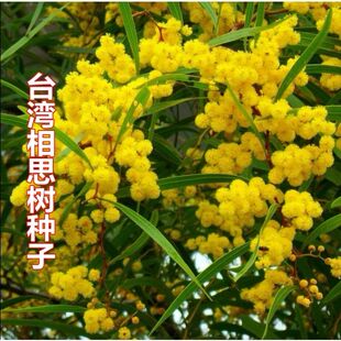 大叶相思种子台湾相思树种子马占相思种子 园林绿化苗木造林种子