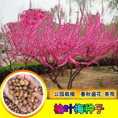 新采榆叶梅种子 小桃红榆叶鸾枝种子 绿化林木苗木树种子