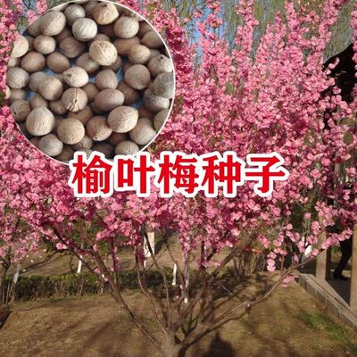 新采榆叶梅种子 重瓣榆叶鸾枝 绿化林木苗木树 小桃红种子