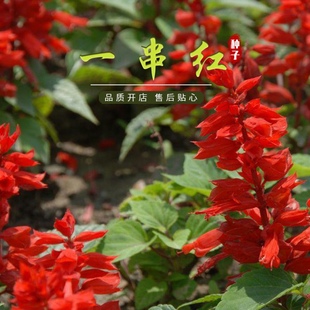 矮杆一串红种子 高杆一串红花草籽工程园林绿化草花种子一串蓝籽