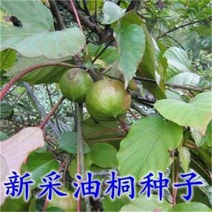 林木种子新采优质油桐种子油桐树种子桐油树种子桐子树光桐木油树