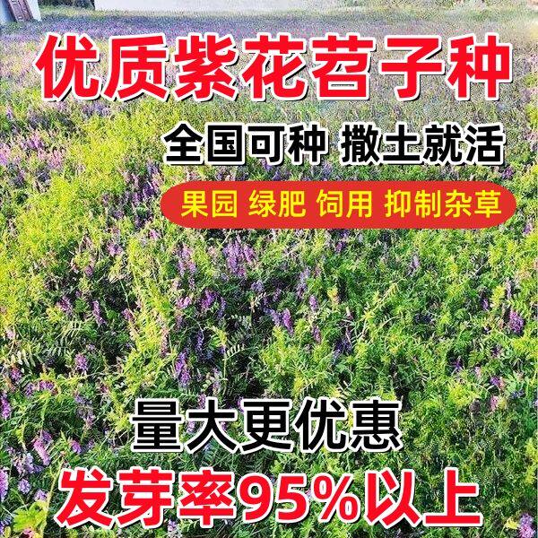 毛苕子种子果园绿肥种子养殖牧草家庭园艺种子