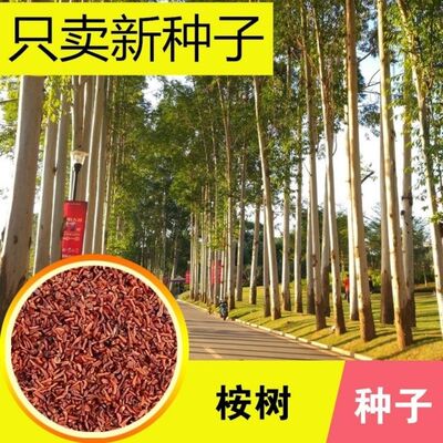 桉树种子绿化苗木材种子蓝桉树巨桉树小叶桉树速生桉树种子苹果
