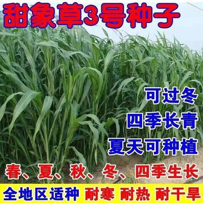 无毛甜象草种子多年生四季耐寒大叶牧草养牛羊猪专用可过冬草种籽