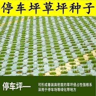 停车坪草籽 草坪砖专用草皮种子不修剪低矮耐践踏草坪种子