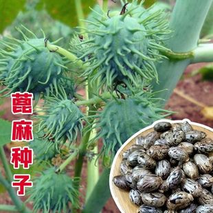 四季蓖麻种子蓖麻子秋季中药材正品饱满大粒新货野生篦麻籽仁