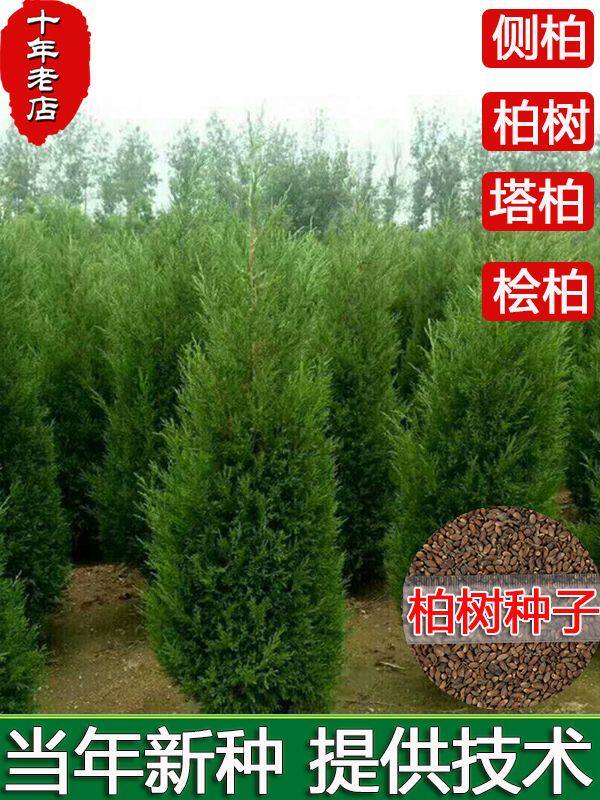 柏树种子塔柏墓地松柏种子桧柏洒金柏侧柏松树圆柏种籽龙柏树易活