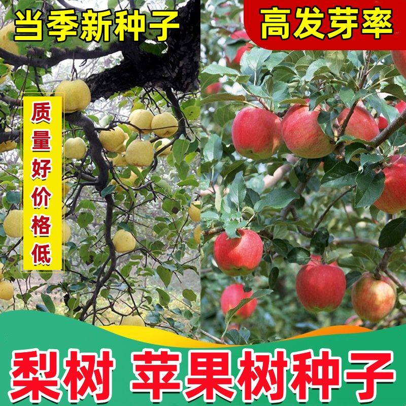 当年新苹果种子 四季播水果种子绣球/木绣球/圆锥乔