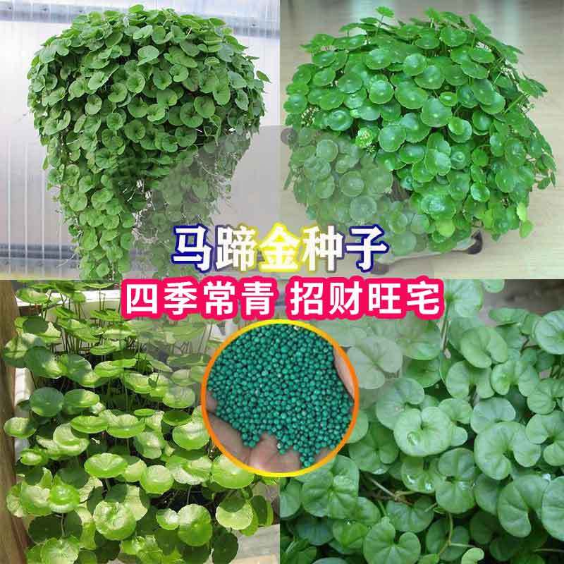 马蹄金种子草籽草坪种子小金钱草铜钱草种子四季常青耐高温绿化籽