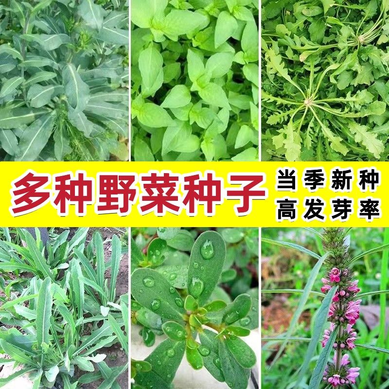 山野菜种子蕨菜种苗种根拳头菜庭院龙头菜种籽多年生阳台盆栽蔬菜