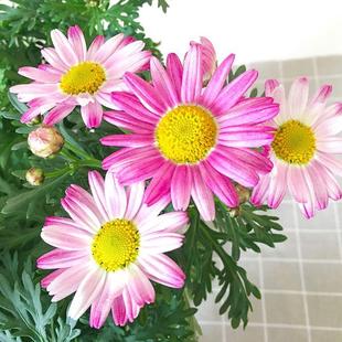 茼蒿菊种子混色木春菊种子四季易种玛格丽特花多年生庭院公园室内