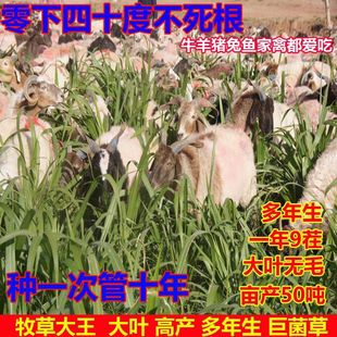 巨菌草种高产玉米草养牛养羊高丹草种四季常青耐寒牧草种子甜高粱