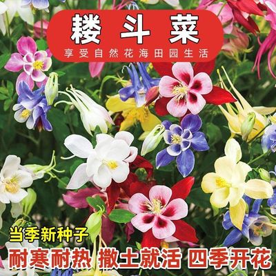 耧斗菜种子多年生大花重瓣花种四季开花阳台室外庭院花种子猫爪花