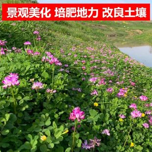 紫云英草种籽果园高产绿肥种子养蜂蜜源植物四季牧草红花籽种子