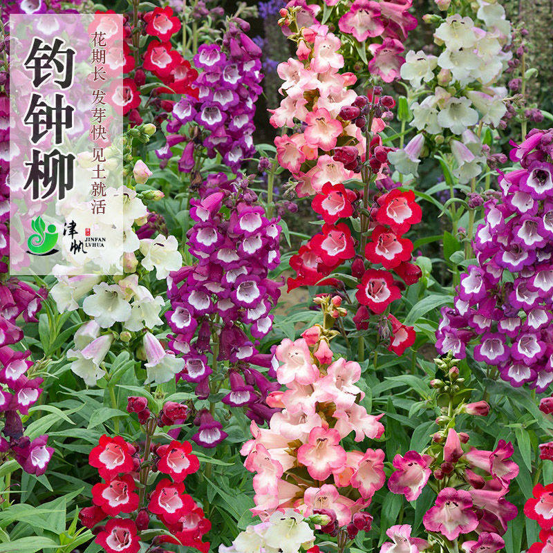 钓钟柳种子吊钟柳花种子易种植易活庭院盆栽阳台花卉家庭园艺种子,鲜花速递/花卉仿真/绿植园艺,家庭园艺种子,淘宝优惠券,粉丝福利购,淘宝优惠卷