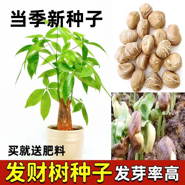 发财树种子绿植办公室客厅阳台花卉植物花苗籽小盆栽盆景