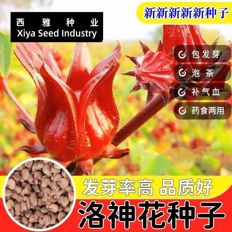 洛神花种子 食用红桃K种子玫瑰茄阳台盆栽景观花卉食用洛神花种子,鲜花速递/花卉仿真/绿植园艺,绣球/木绣球/木本植物,淘宝优惠券,粉丝福利购,淘宝优惠卷