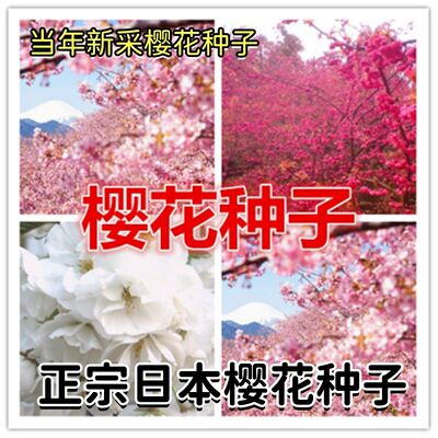 正品 日本樱花种子 树种子红樱花种子 粉色樱花 白色樱花 包邮