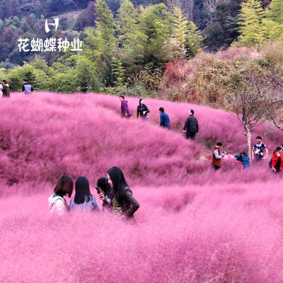 粉黛乱子草种子网红草花种籽子毛芒乱子草多年生花种子景观花种籽