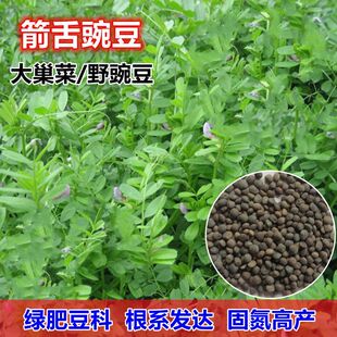 箭舌豌豆种子红花苕野豌豆果大巢菜绿肥种子南方蜜蜂植物牧草饲料