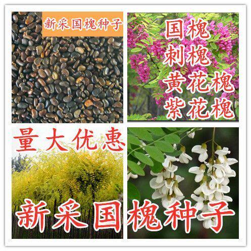 新采国槐种子速生国槐树种子黄花槐红花槐刺槐种子紫穗槐刺槐树籽