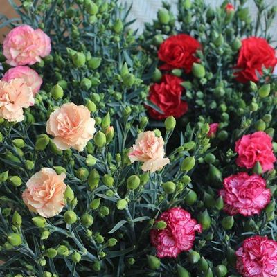 1000粒康乃馨花种子盆栽四季花卉籽七彩石竹园艺观花易活花卉种子