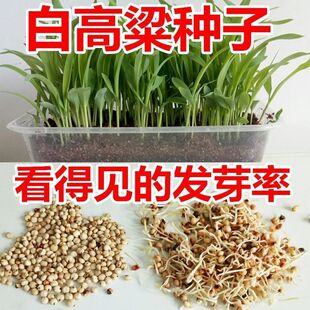 白高粱种子高粱种子牧草种籽粘糯抗旱高产酿酒高粱籽四季播鸽粮