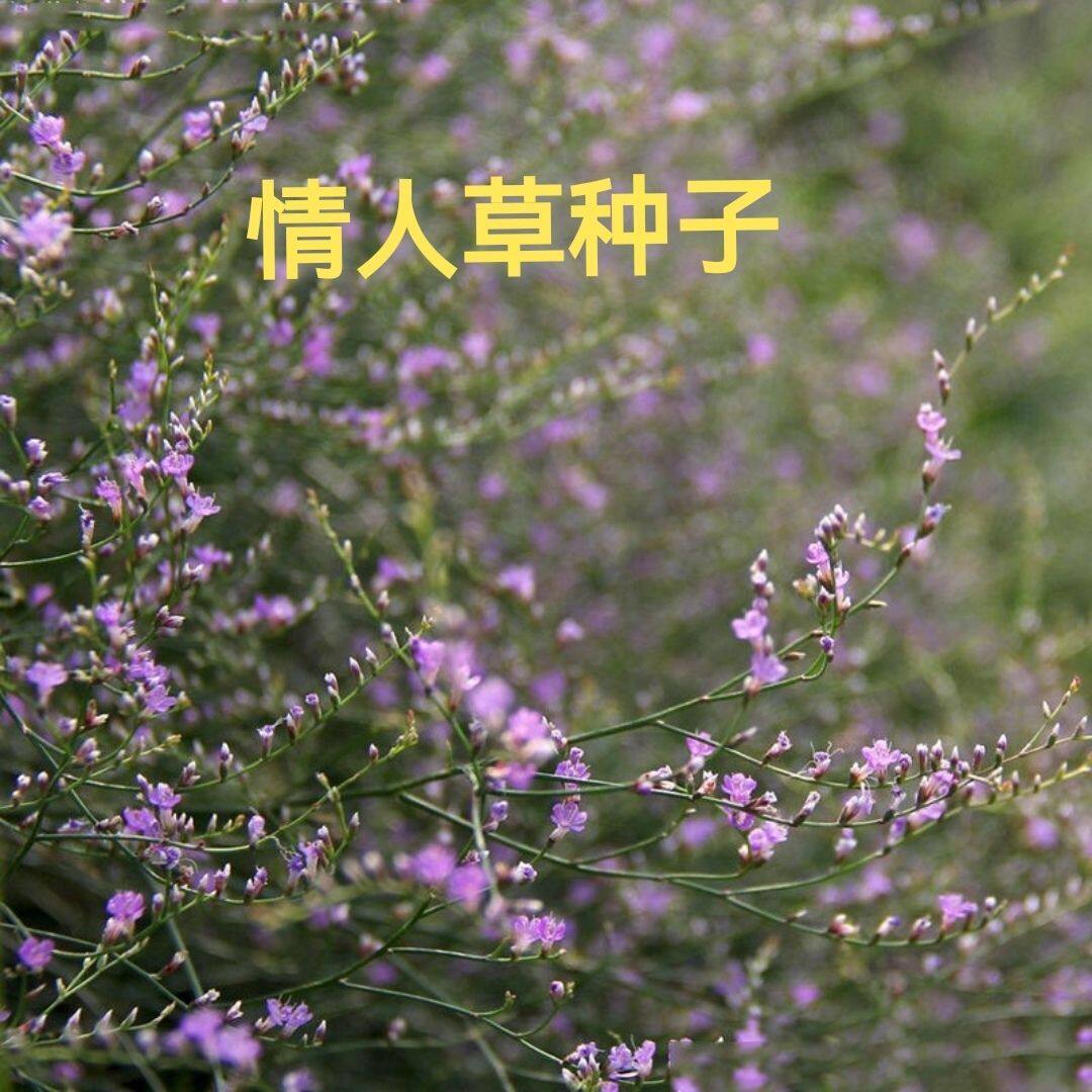 多年生情人草种子舞草种子香草种子阳台庭院盆栽花卉种子喜阳绿植