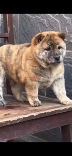 纯种中华田园犬广西土猎狗柴犬大头虎斑犬五黑狗幼犬宠物狗狗活体