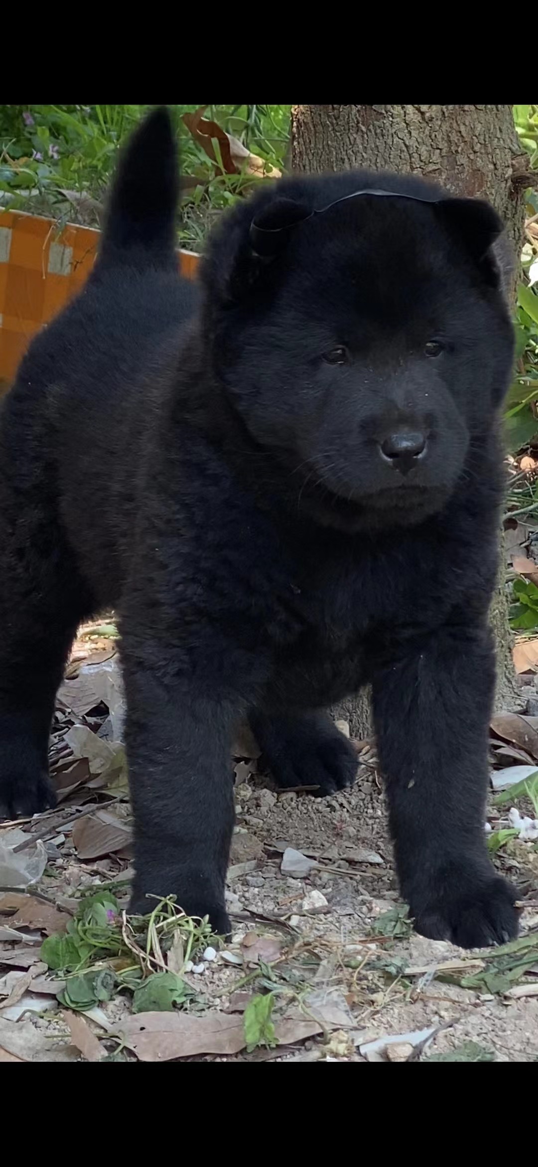 纯种中华田园犬广西土猎狗柴犬大头虎斑犬五黑狗幼犬宠物狗狗活体-封面