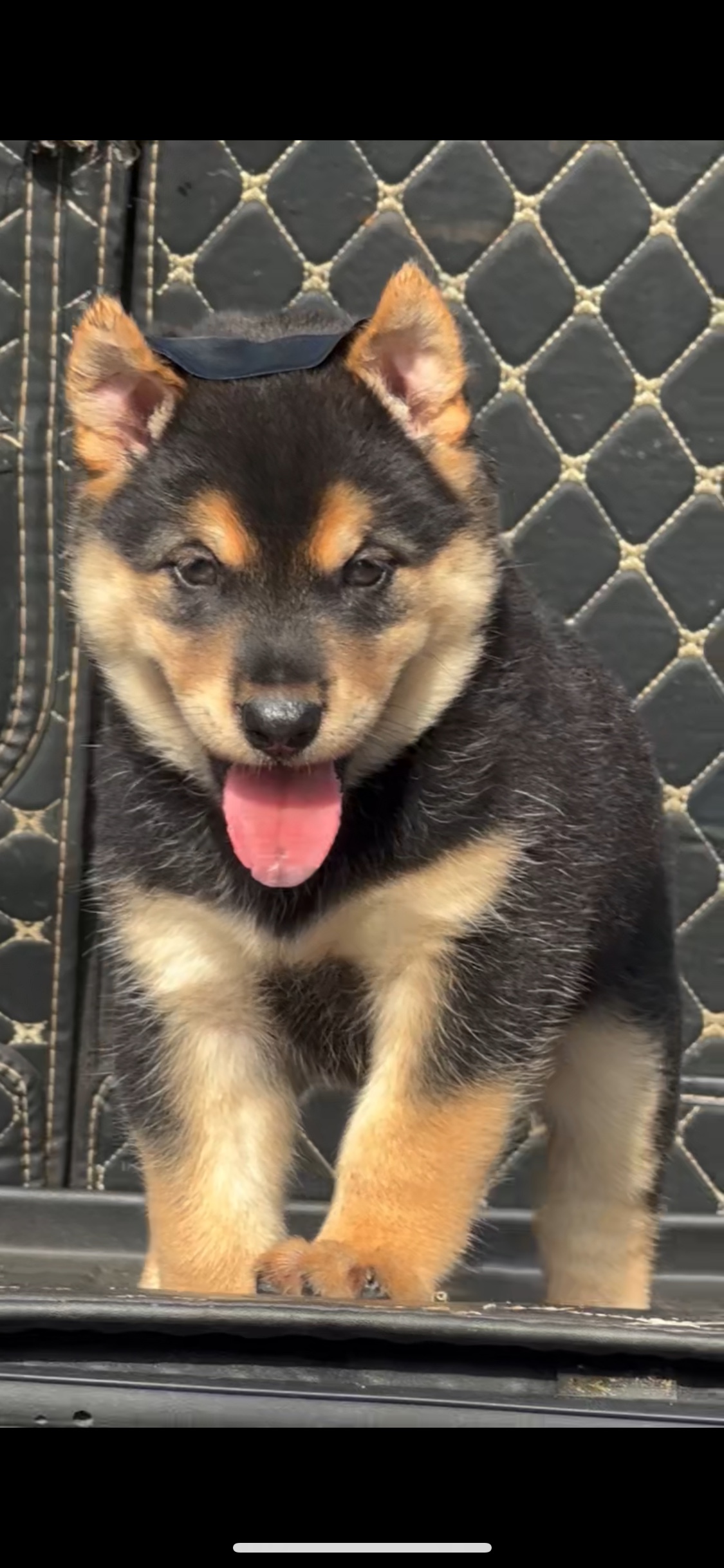 现货四眼小黑狗铁包金幼崽正宗活物四眼中华田园犬四眼土狗看家护