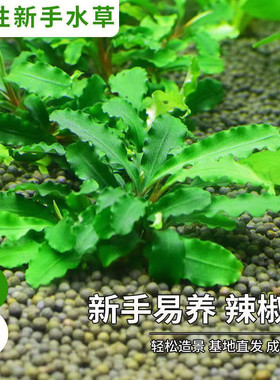 蓝精灵幽灵辣椒榕水下叶水草沉木新手懒人草缸淡水造景阴性好养
