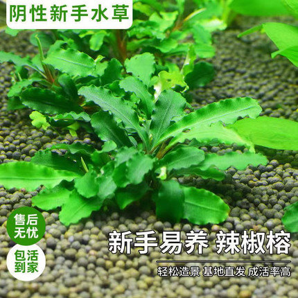蓝精灵幽灵辣椒榕水下叶水草沉木新手懒人草缸淡水造景阴性好养