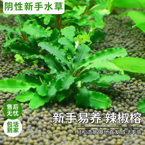 蓝精灵幽灵辣椒榕水下叶水草沉木新手懒人草缸淡水造景阴性好养