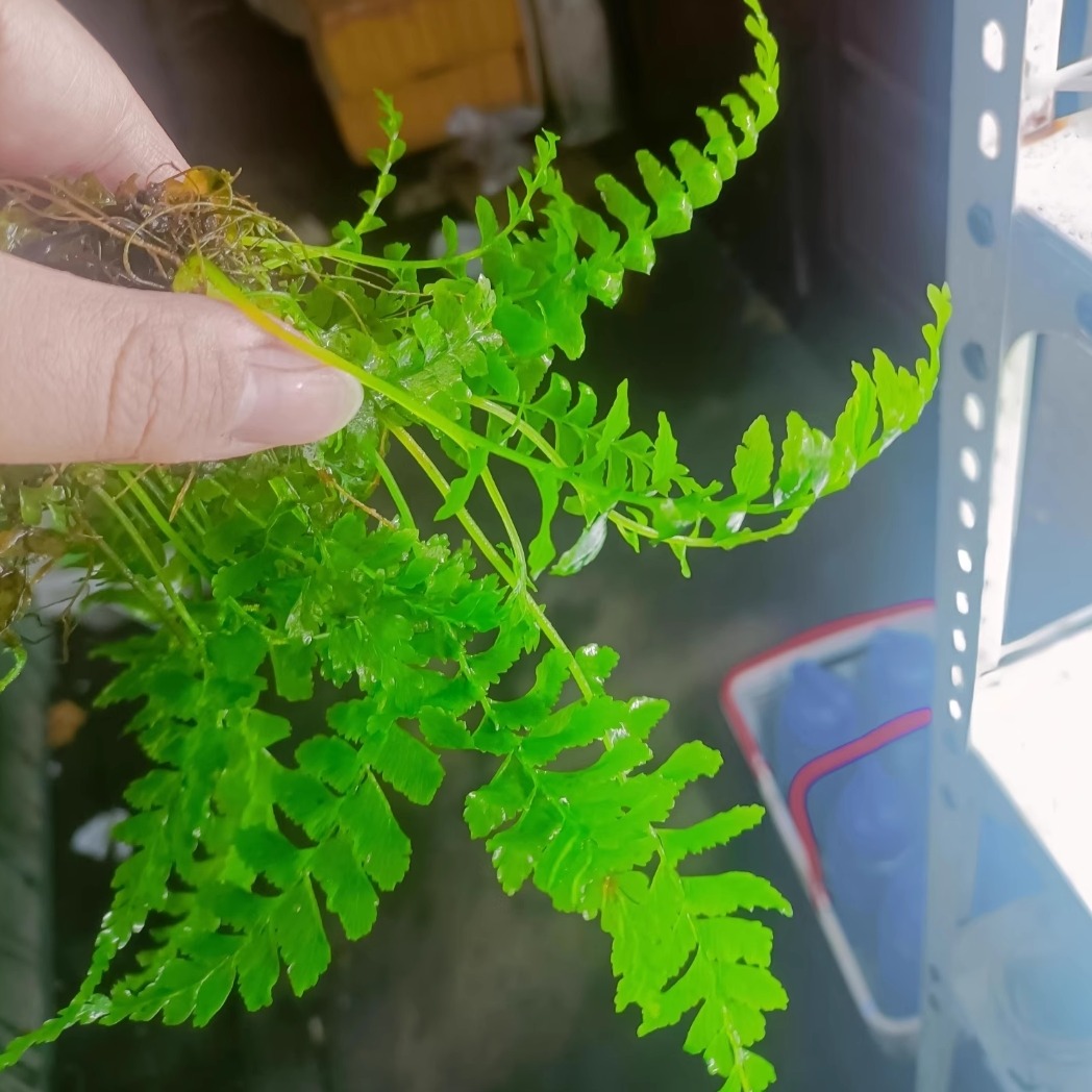 水下叶ADA青木蕨水草无二氧化碳