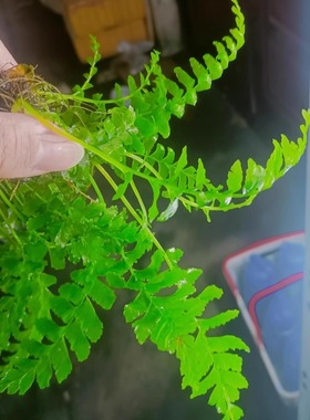 水下叶ADA青木蕨水草阴性草无二氧化碳碳新手淡水懒人黑木蕨草缸