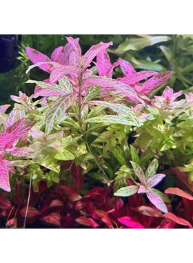 红丝青叶水草水下叶高端荷兰鱼缸造景景草缸淡水造景阳性好养增氧