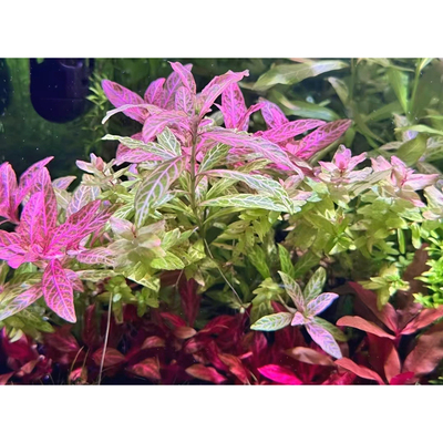 红丝青叶水草水下叶高端荷兰鱼缸造景景草缸淡水造景阳性好养增氧