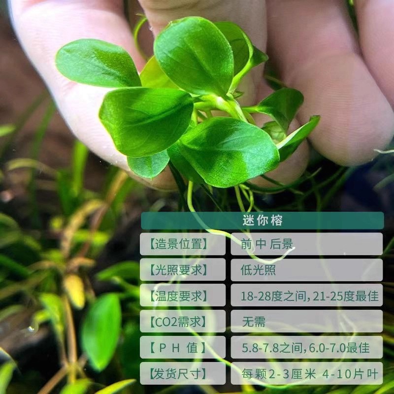 迷你榕水草阴性草新手懒人好养