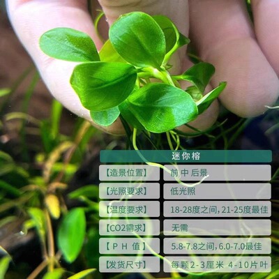 迷你榕水草阴性草新手懒人好养