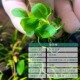 迷你榕水草阴性水草水榕新手懒人好养草缸淡水造景鱼缸水草植物