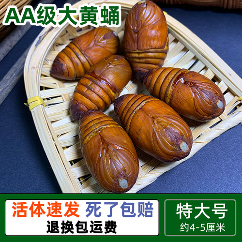 大黄蛹活大黄蛹500克包邮柞蚕蛹