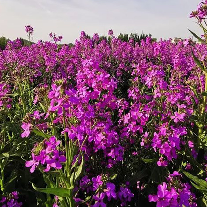 蓝香芥花种子夏季开花室外春播易种欧亚香花芥观花种籽子易活耐寒